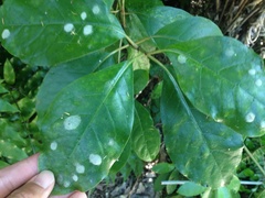 Phyllocoptes coprosmae