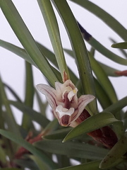 Maxillaria uncata