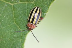 Disonycha admirabila