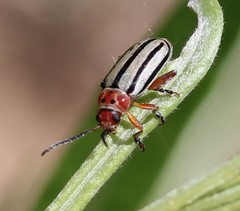 Disonycha alternata