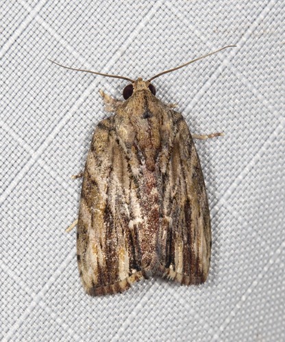 How to identify Etanna breviuscula (Walker, 1863)