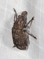 Taburnus neglectus