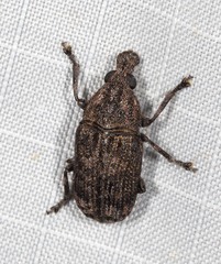 Taburnus neglectus