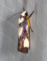 Xylorycta heliomacula
