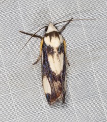 Xylorycta heliomacula