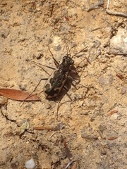 Neocicindela tuberculata