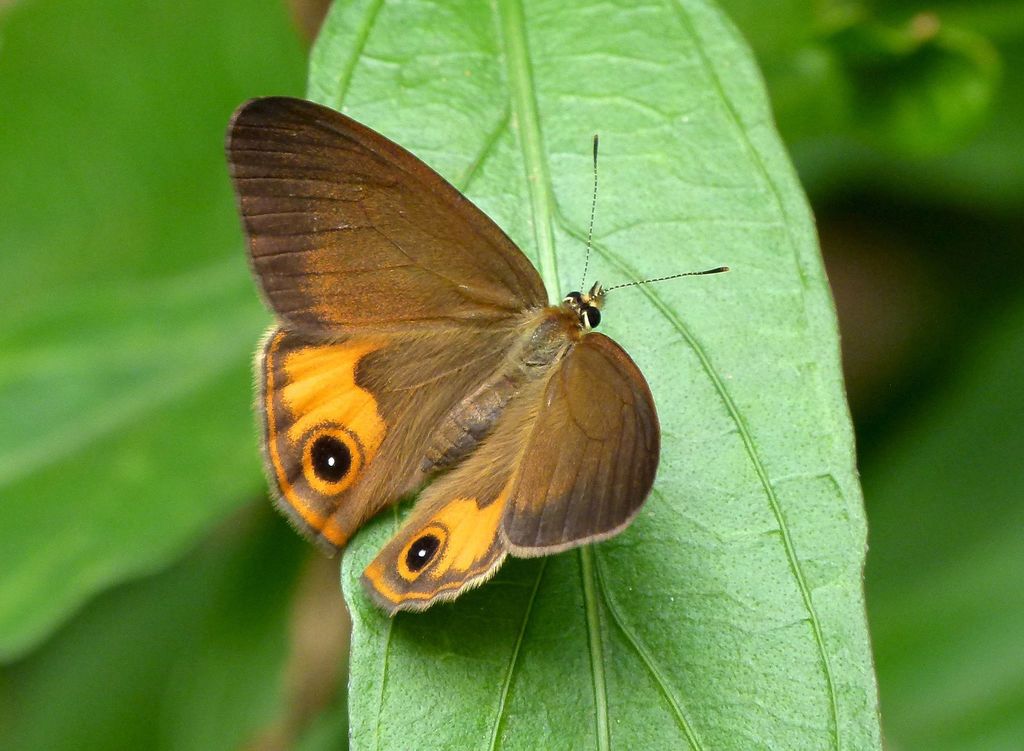 Brown Ringlet