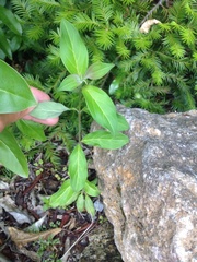 Cornus capitata