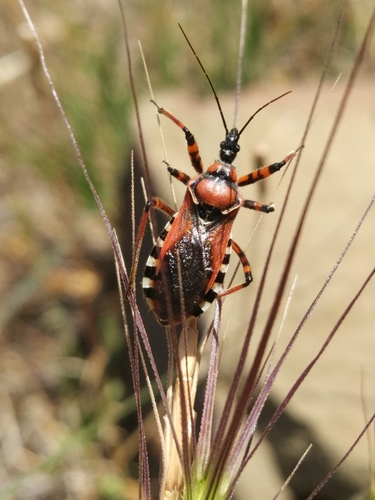 Crvena stjenica ubojica (Rhynocoris iracundus)