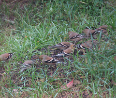 Spinus tristis