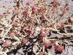 Cistanthe celosioides