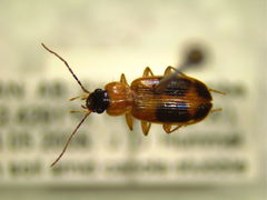 Badister neopulchellus