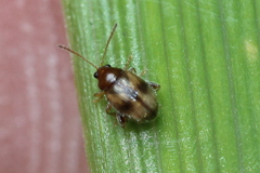 Epitrix fasciata