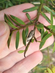 Phaeosaces compsotypa