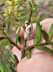 Phaeosaces compsotypa
