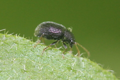 Epitrix fuscula