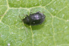 Epitrix fuscula