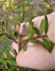 Phaeosaces compsotypa