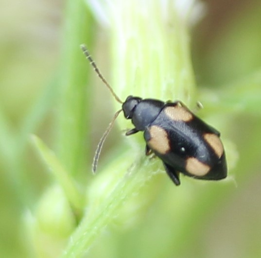 Phyllotreta bipustulata