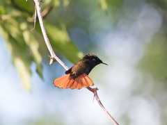 Chrysolampis mosquitus