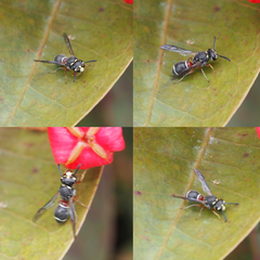 Paraleptomenes miniatus