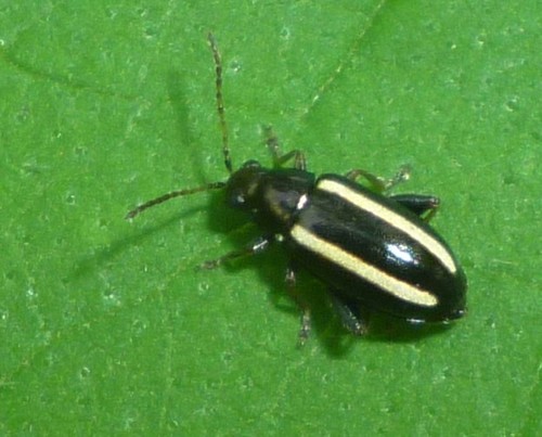 Systena elongata (Fabricius, 1798)