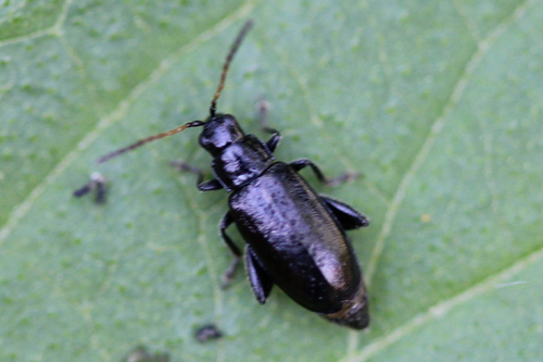 Black-headed Systena