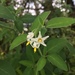 Solanum chenopodioides - Photo (c) jasperidium, μερικά δικαιώματα διατηρούνται (CC BY-NC)
