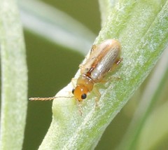 Systena laevis