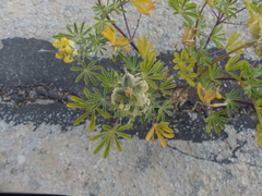 Lupinus luteolus