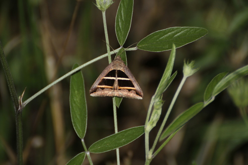 Grammodes bifasciata