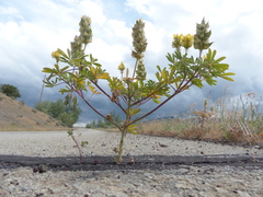 Lupinus luteolus