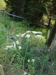 Perideridia gairdneri