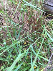 Muehlenbeckia complexa