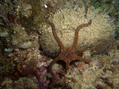 Brown Brittle Star, photo 3 of 10