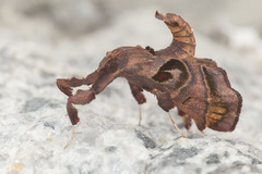 Sacada