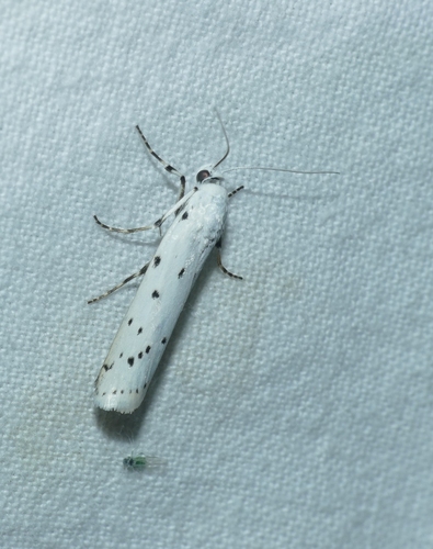 Myelois circumvoluta