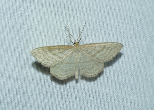 Idaea macilentaria