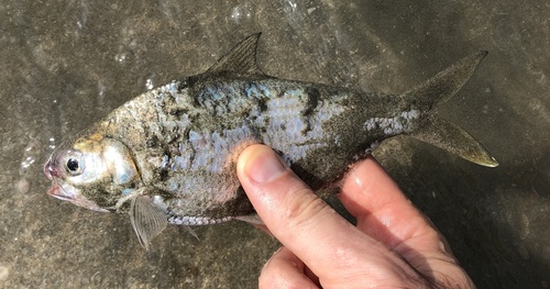 Gizzard shad (Nematalosa come) — Clupeidae — 5