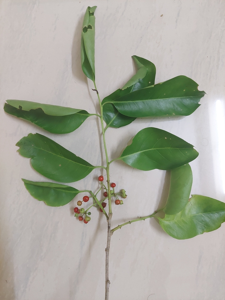 Ilex umbellulata