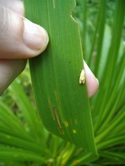 Gymnobathra flavidella