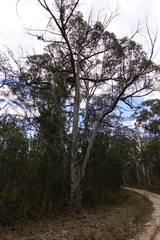 Eucalyptus globoidea