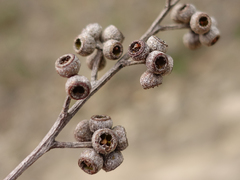 Eucalyptus globoidea
