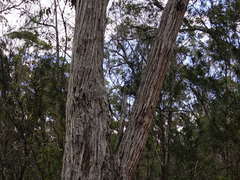 Eucalyptus globoidea