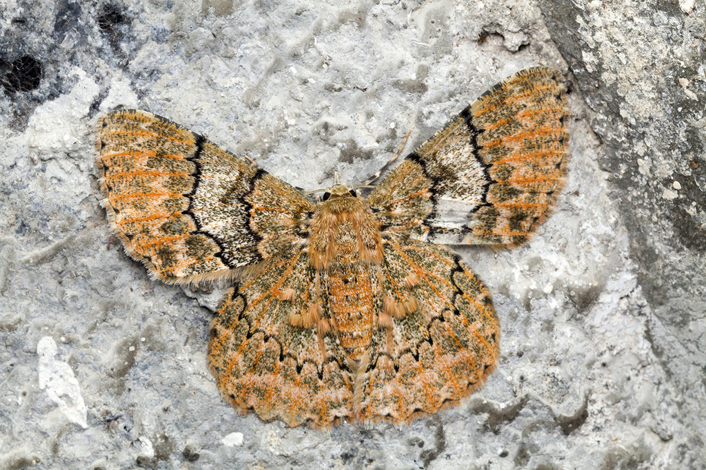 Pingasa venusta