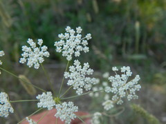 Perideridia gairdneri