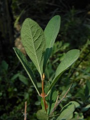 Lonicera caerulea cauriana
