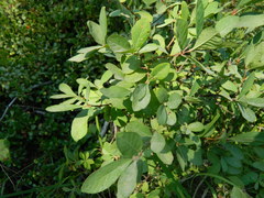 Lonicera caerulea cauriana