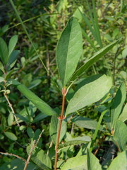 Lonicera caerulea cauriana