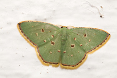 Comostola subtiliaria